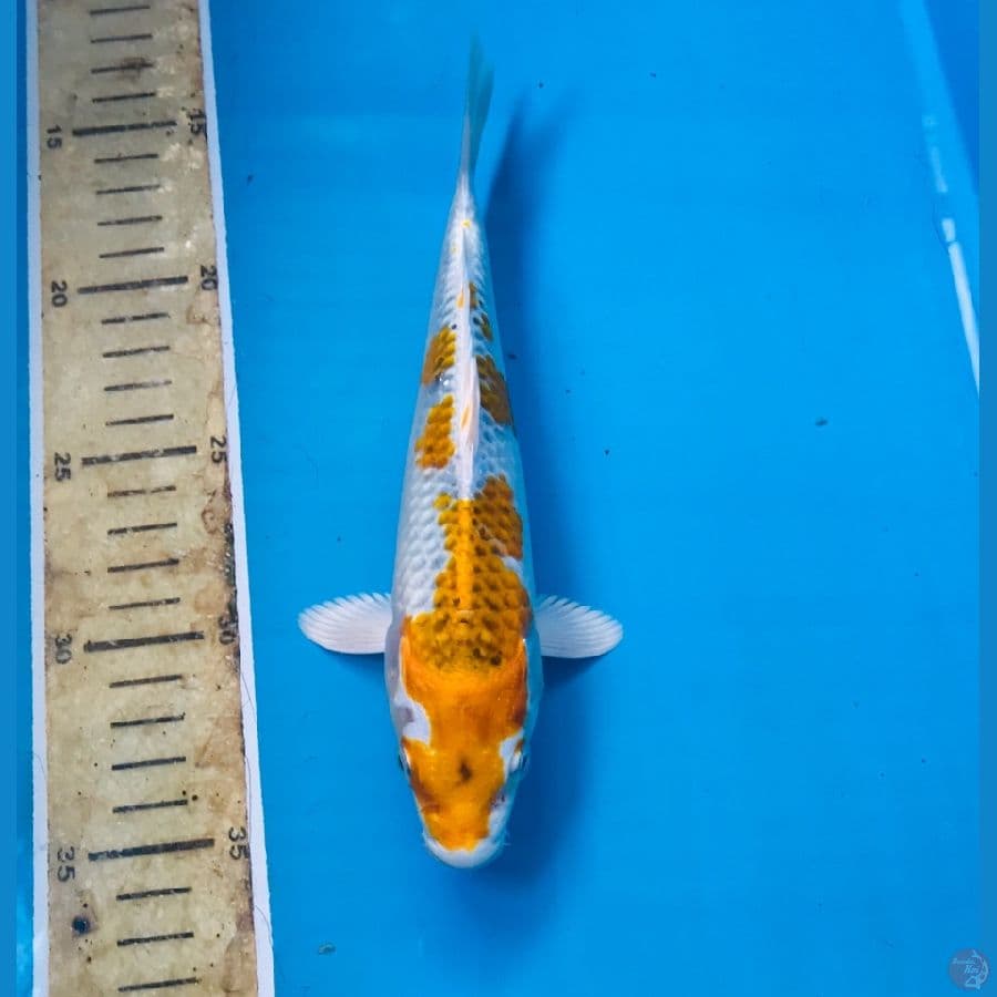 kirin 20cm