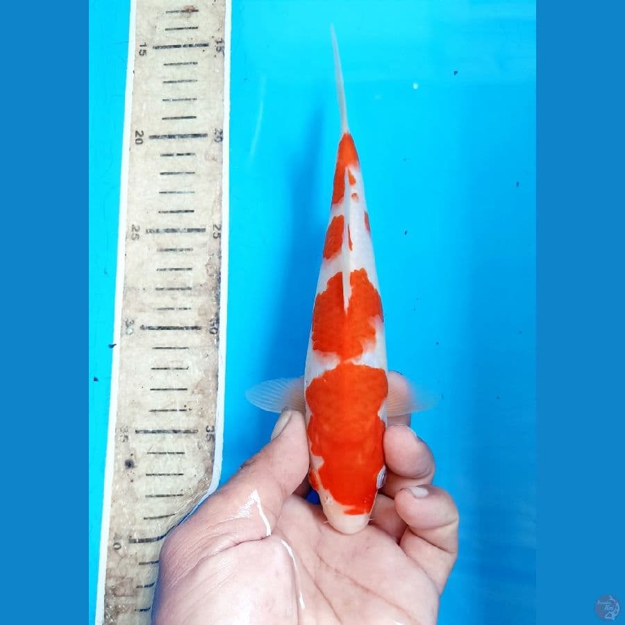 Kohaku 23cm