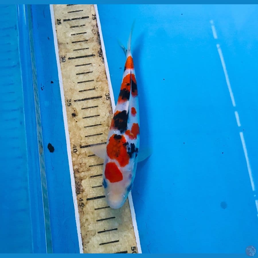 sanke 18cm