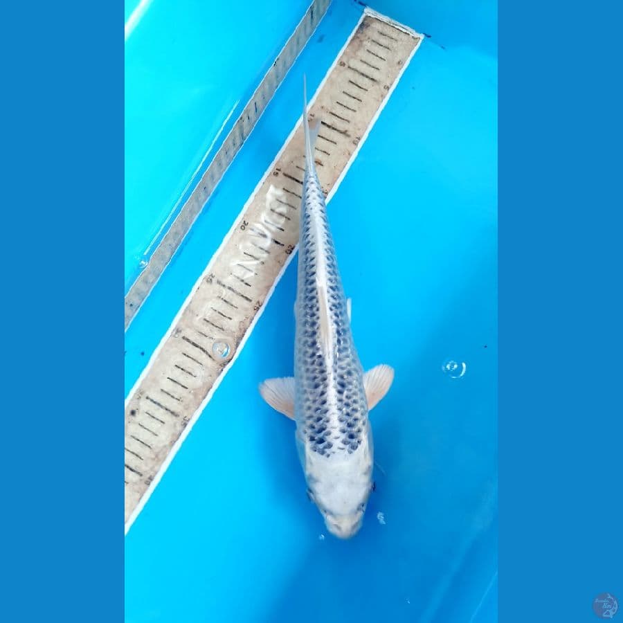 Gin madsuba 31cm