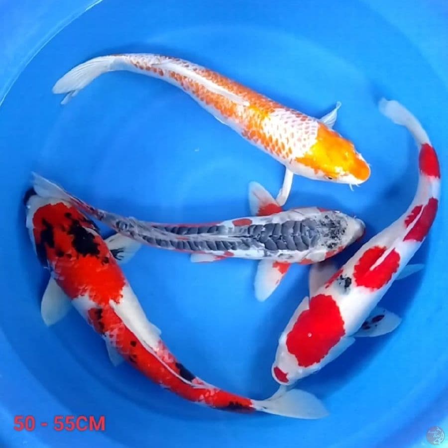 50 - 55Cm MiX AnTiX 