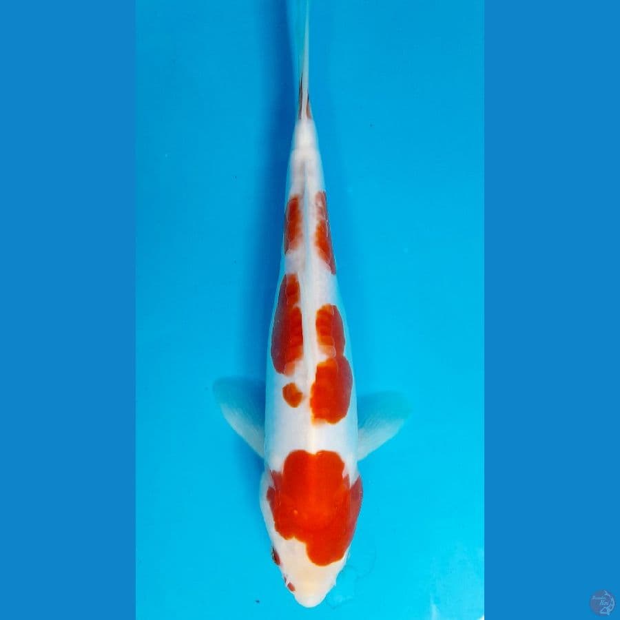 kohaku doit 24cm