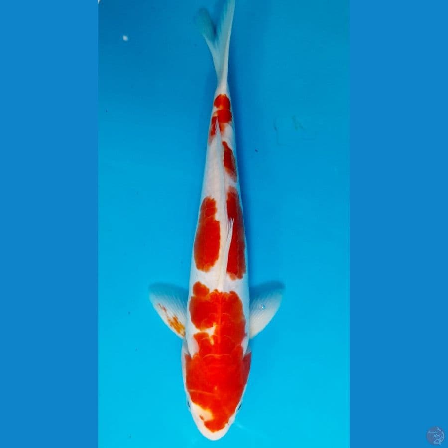 kohaku doit 28cm
