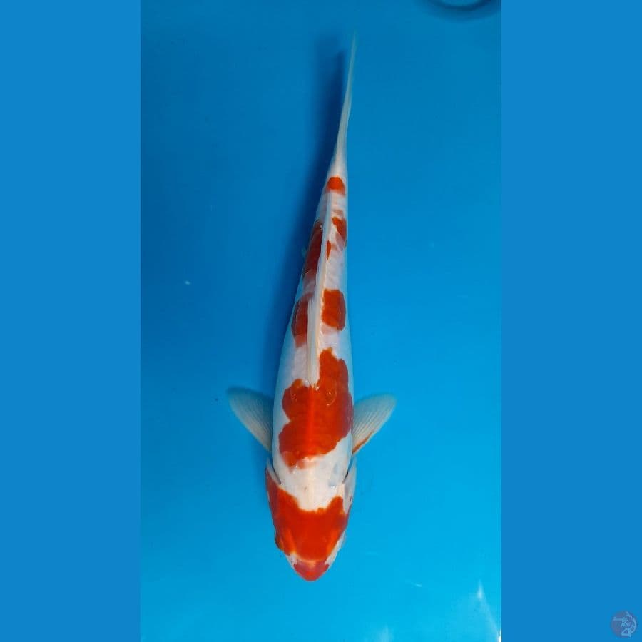 kohaku doit 30cm