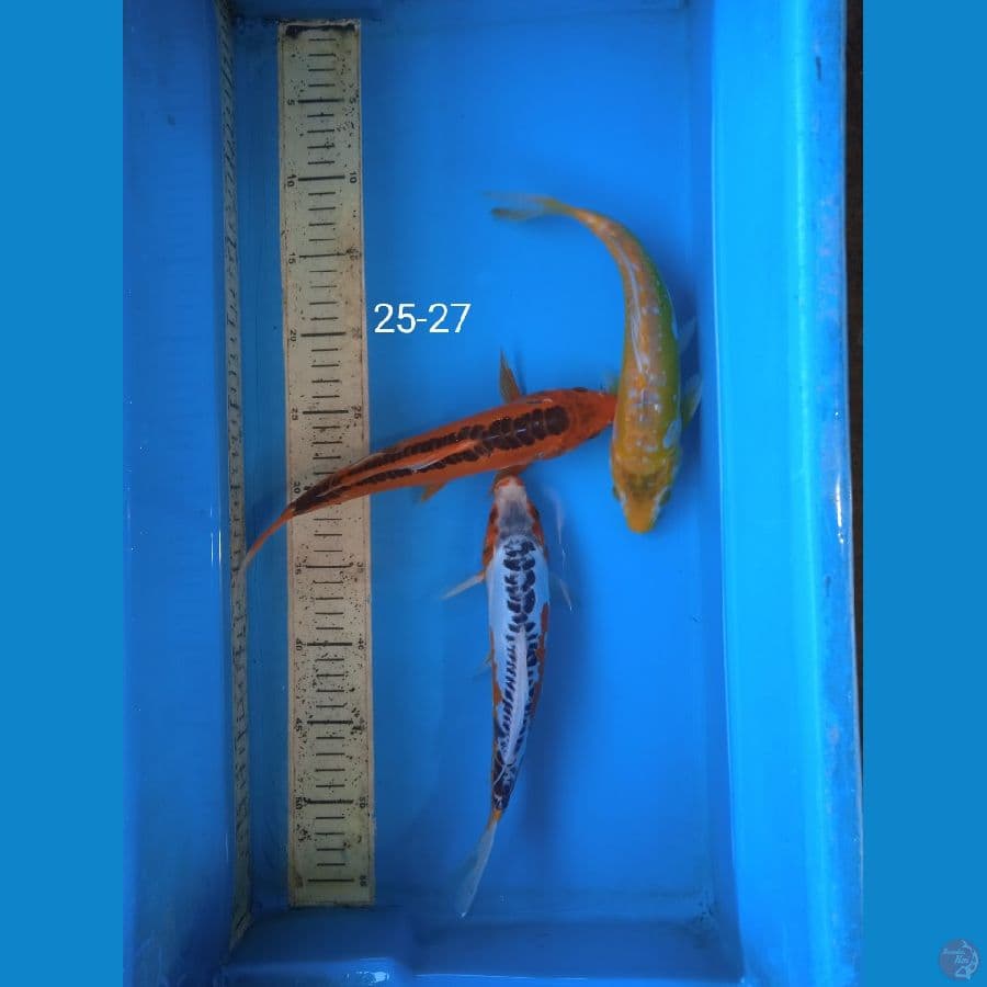 shusui mix 25-27cm