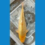 Kingirin C.. 15cm. 