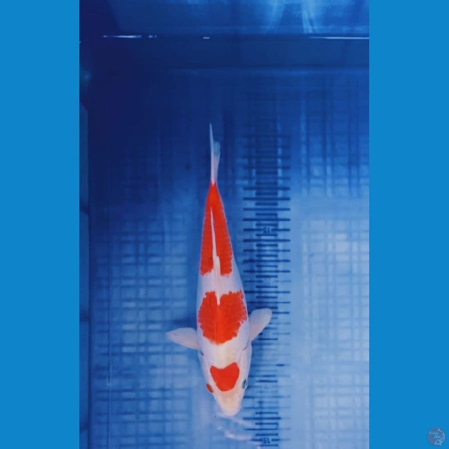 Kohaku prospek