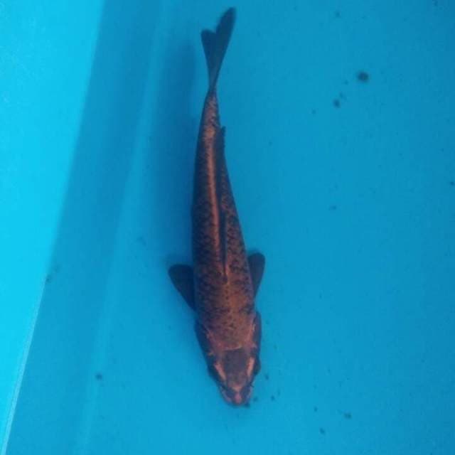 Mukashi Tembaga 26 cm