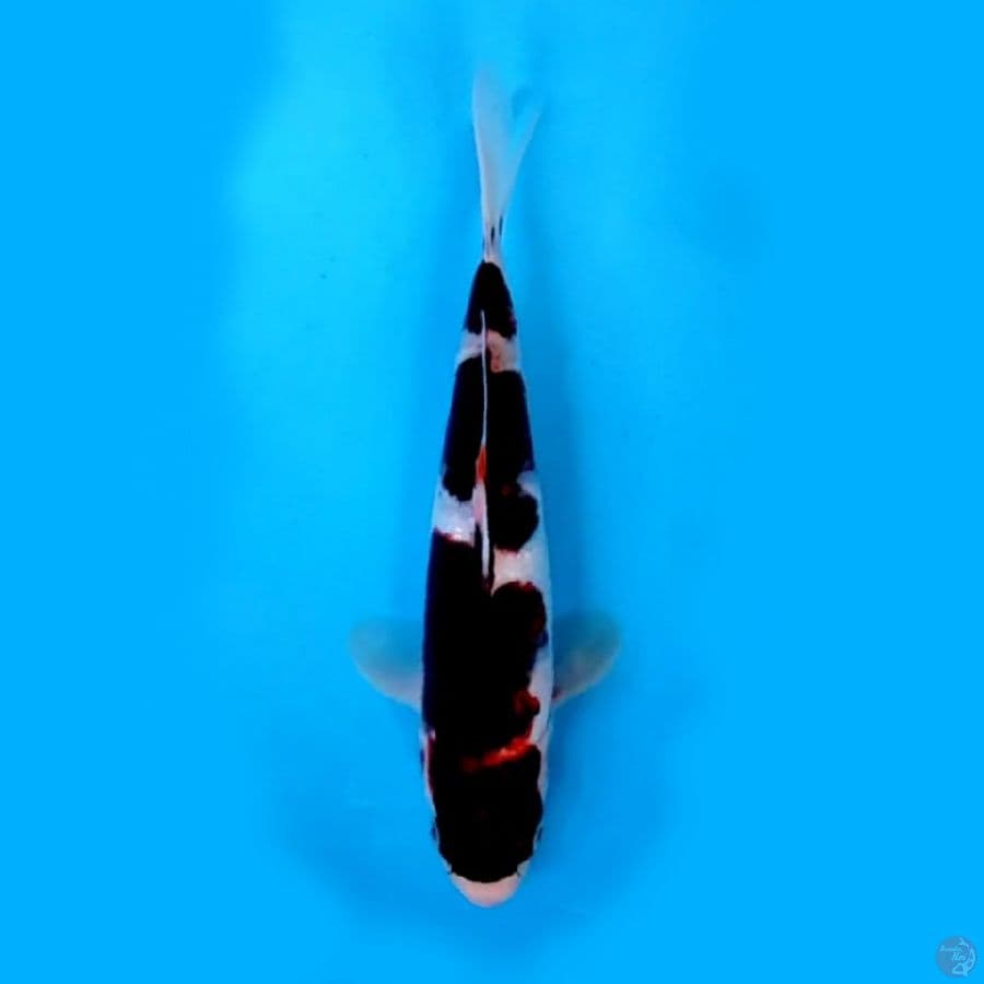 BUDO KOROMO 3 STEP #25 CM MALE