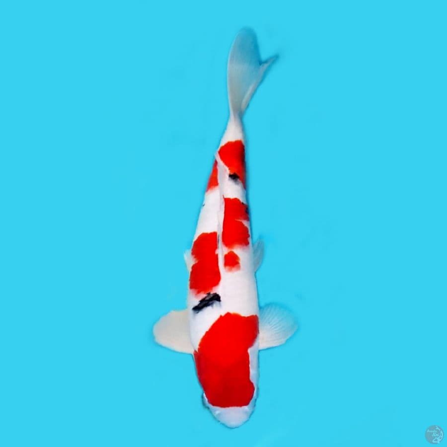 TAISO SANKE #45CM MALE ORIGINAL