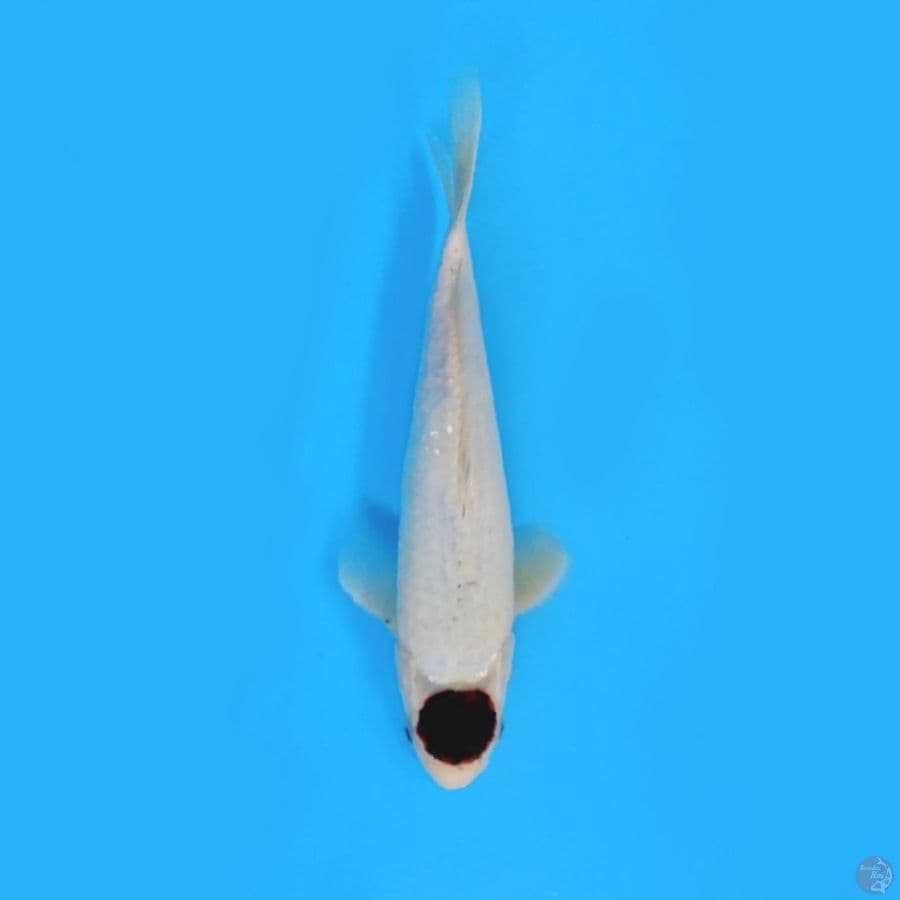 ORIGINAL TC BUDO KOROMO #25 CM MALE