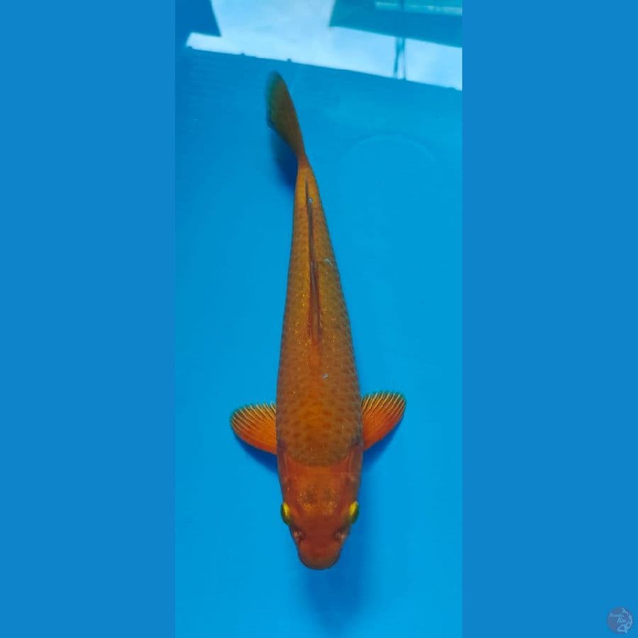 caramel male 34cm