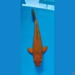 caramel male 34cm 