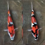 bahan seni 22cm
