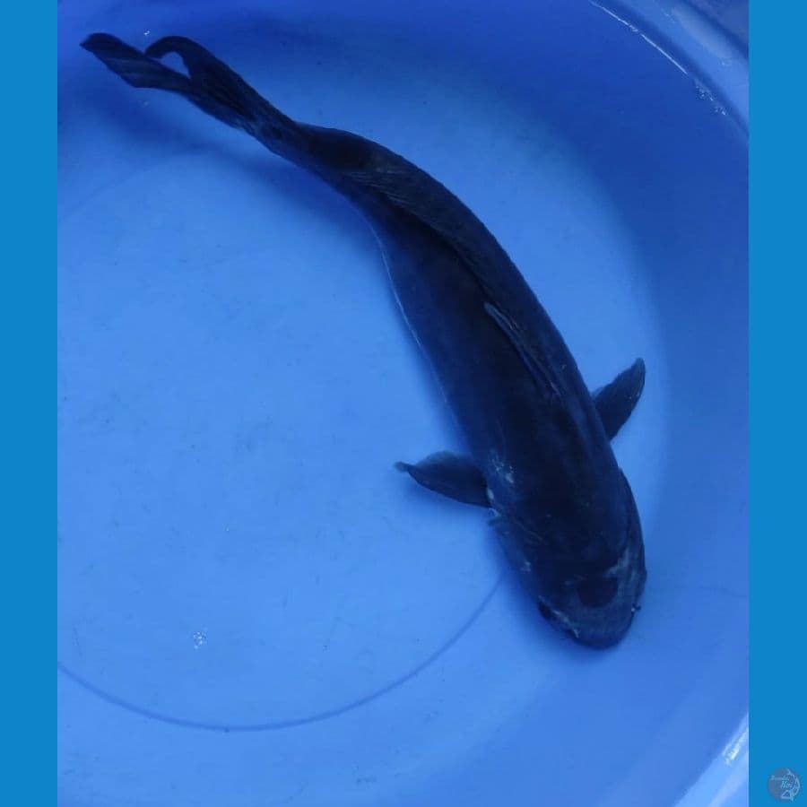 Kumon 55cm Female