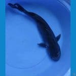 Kumon 55cm Female