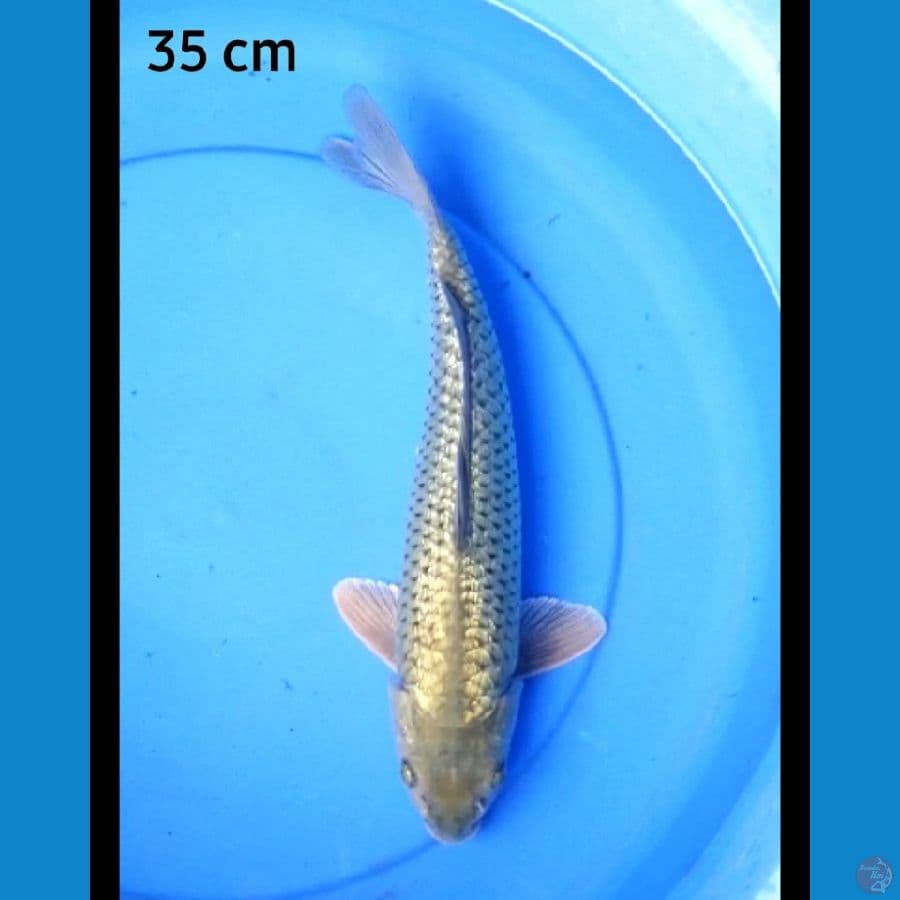 Soragoi full ginrin punuk 35 cm
