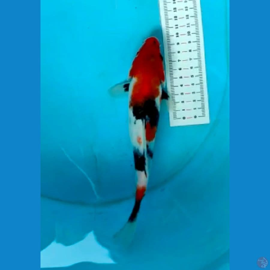 Showa 23cm
