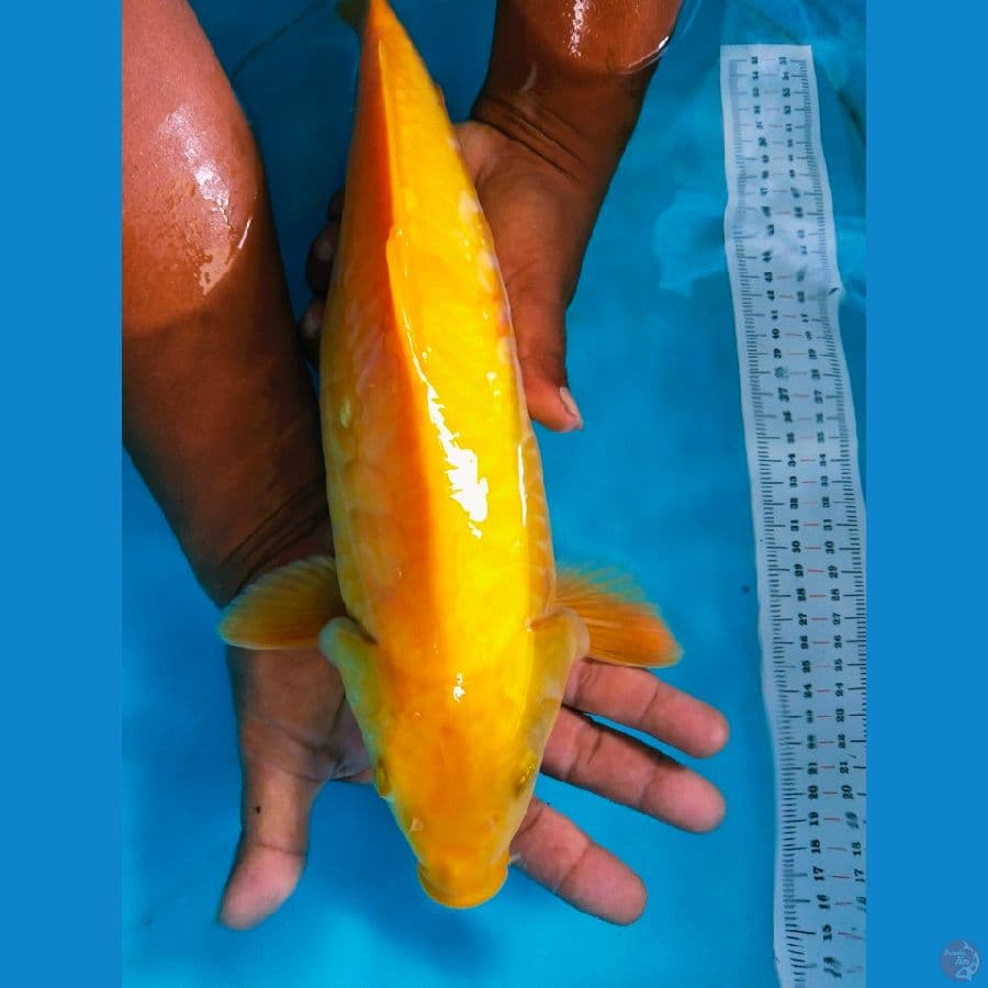 karasi sisik naga 38cm
