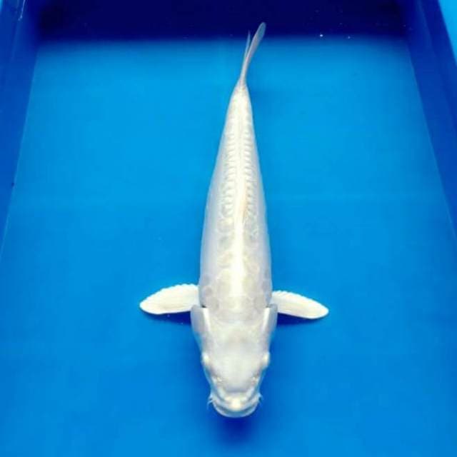 Platinum sisik naga bersih 38cm