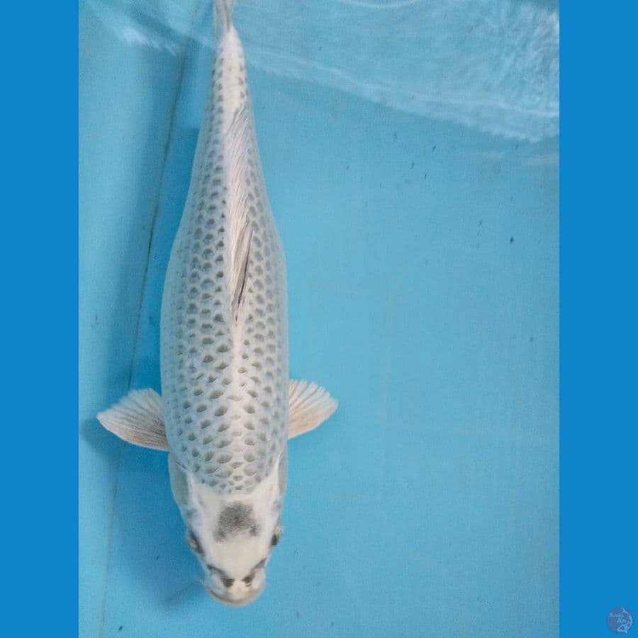mukasi 37cm