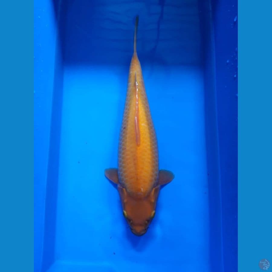 Red Karashi Munuk 38cm Female Lokal