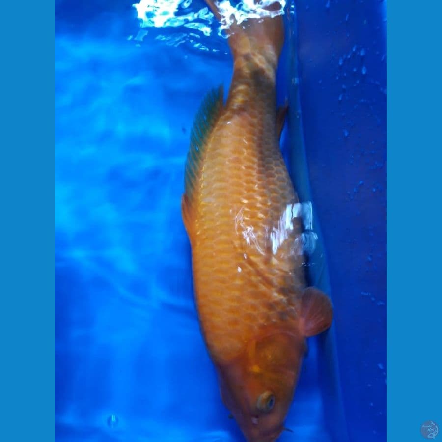 Red Karashi Munuk 38cm Female Lokal
