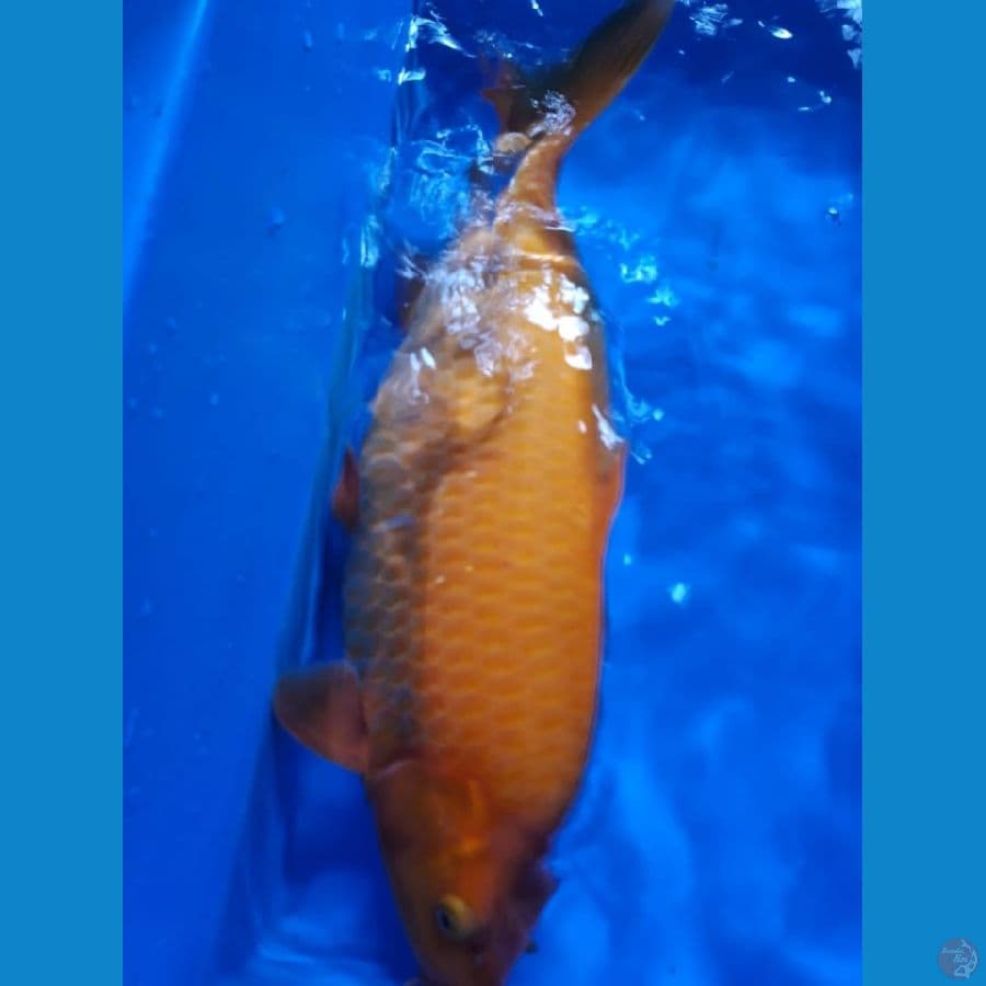 Red Karashi Munuk 38cm Female Lokal