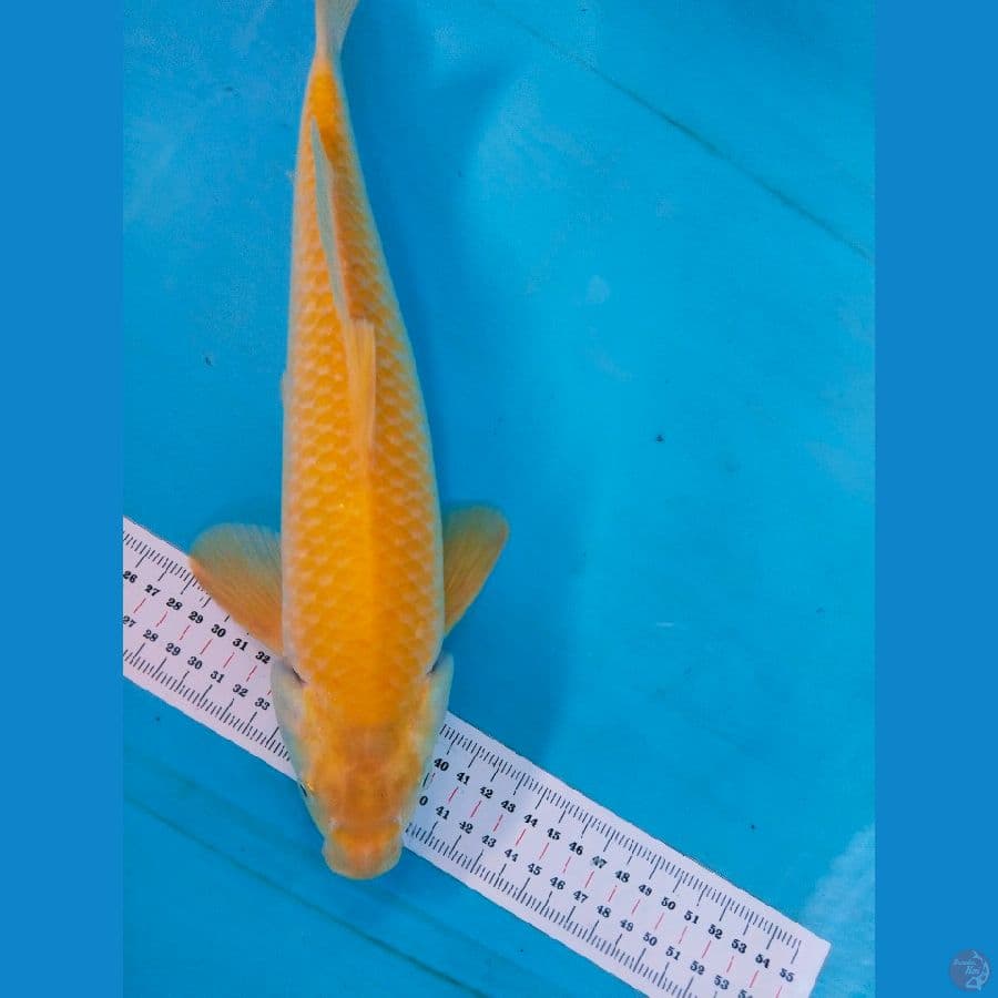 karasi 38cm jantan