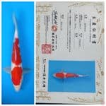 Kohaku Sakai