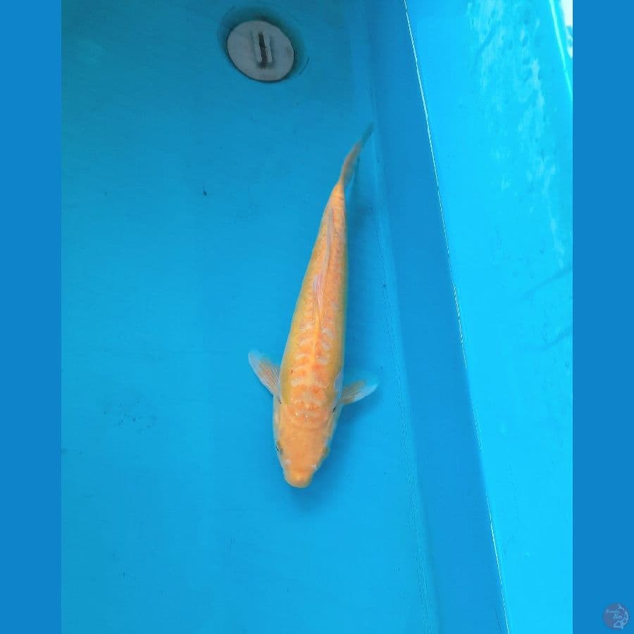 Kharasi doit/aragoke 34cm female
