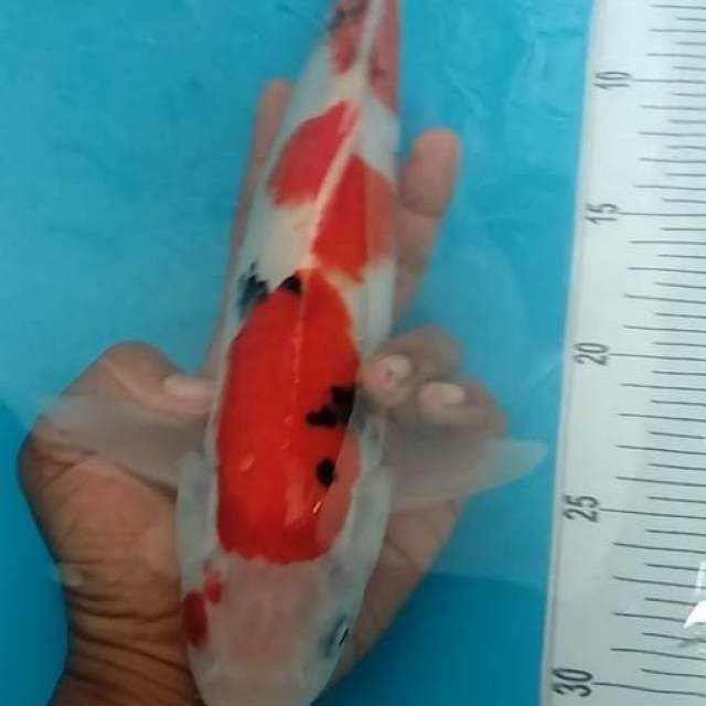 Sanke 32cm