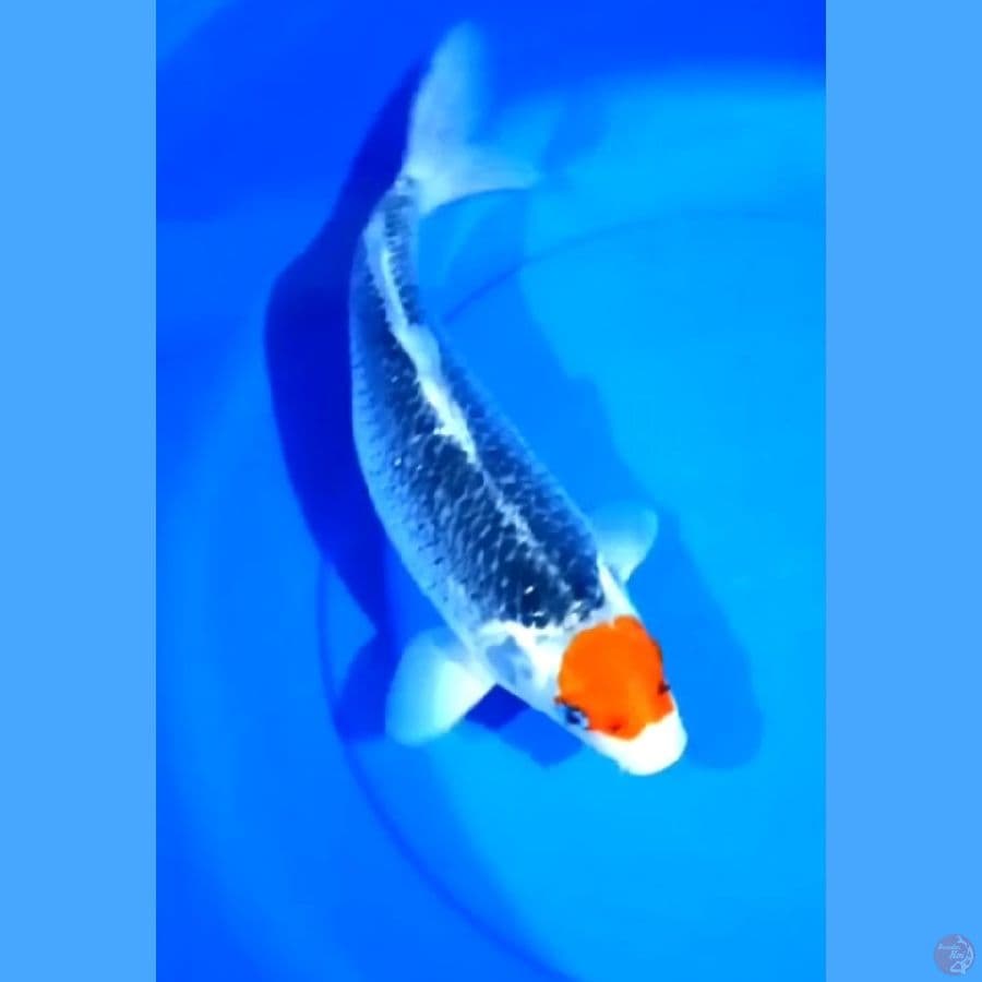40CM # TANCHO GOSHIKI - F