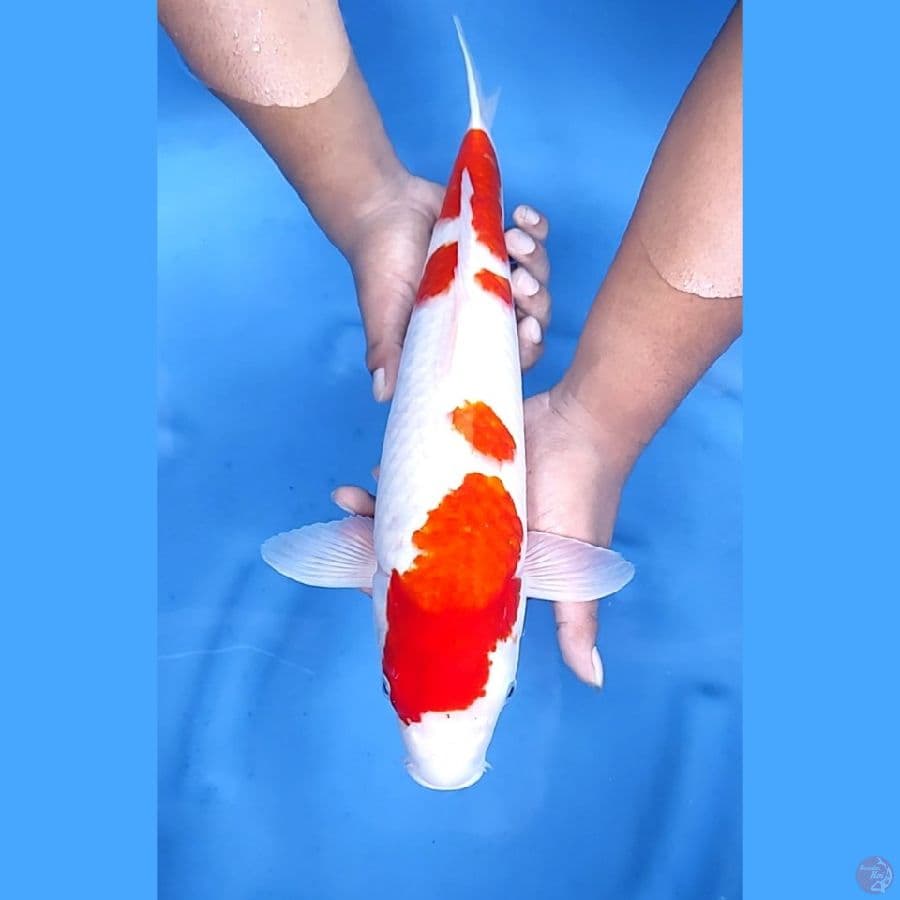 46CM # JUMBO ISTIMEWA - F