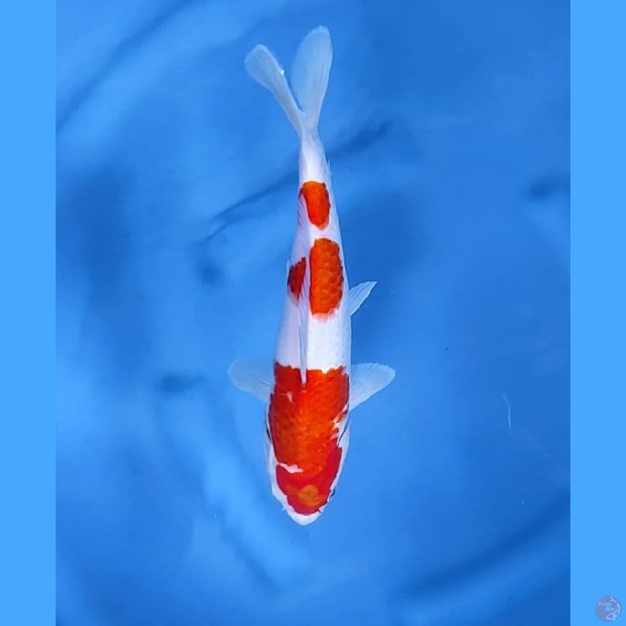 26CM # KOHAKU - F