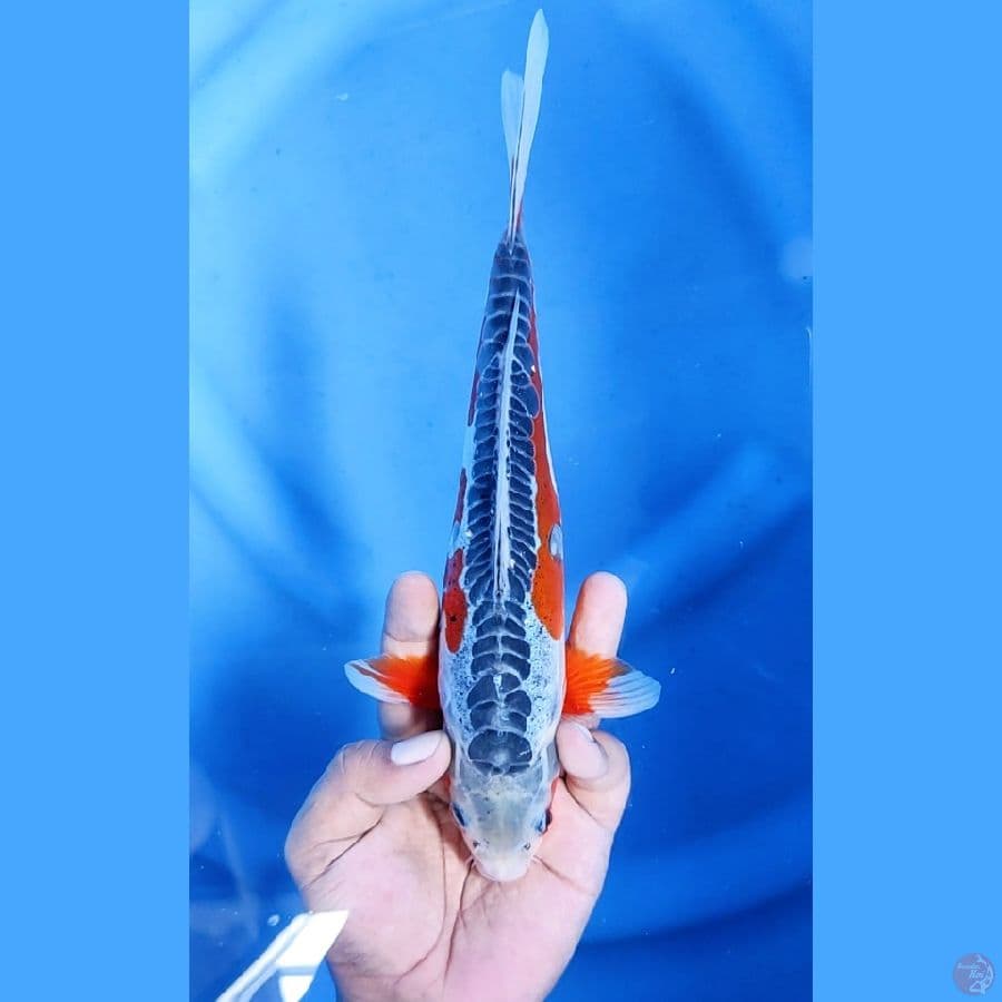 25CM # MANTAP HANA SHUSUI - M