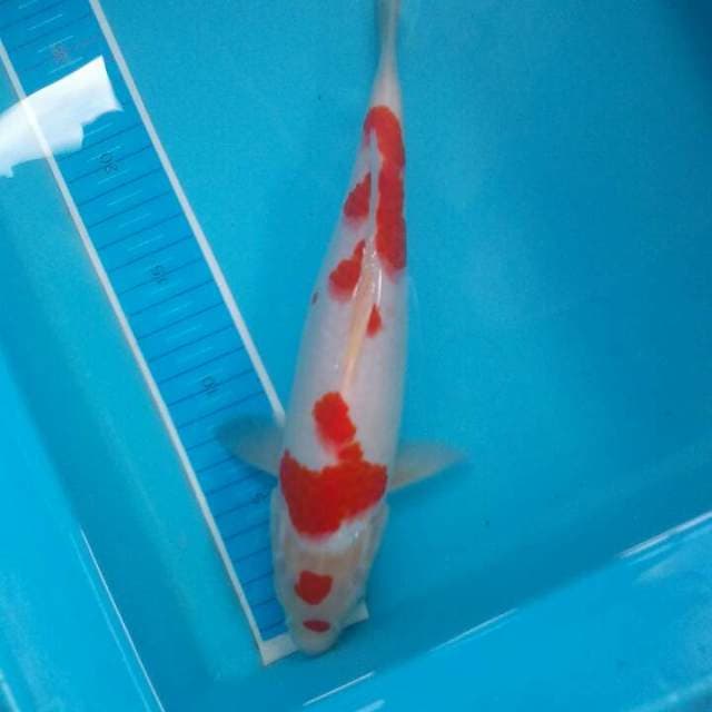 Kohaku