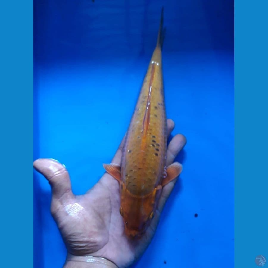 carAmel 25cm Male Lokal
