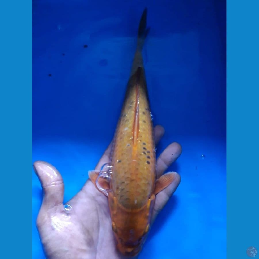 carAmel 25cm Male Lokal