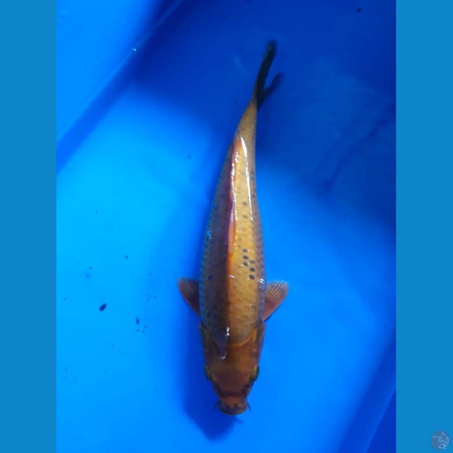 carAmel 25cm Male Lokal