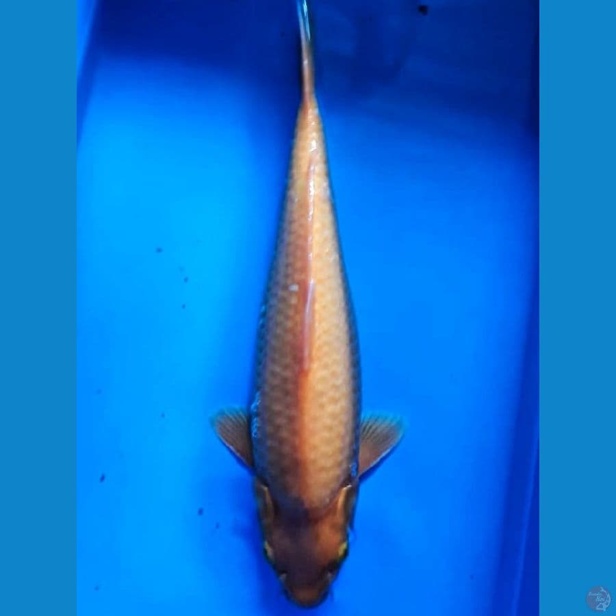 Red Karashi Munuk 30cm Male Lokal