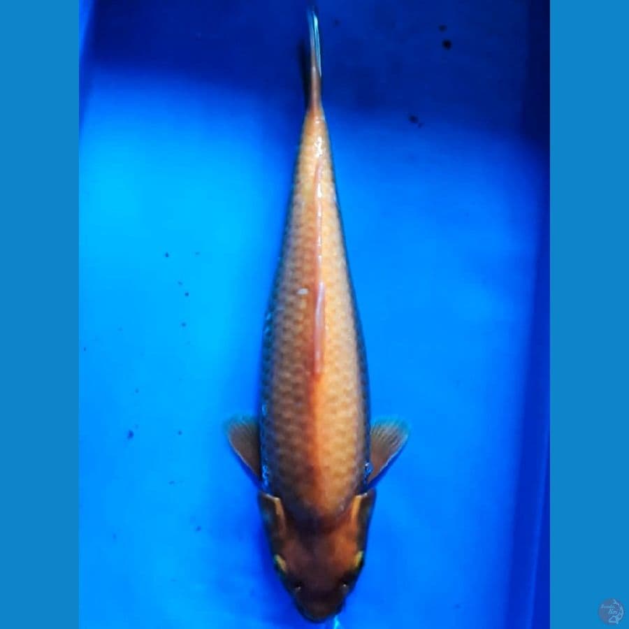 Red Karashi Munuk 30cm Male Lokal