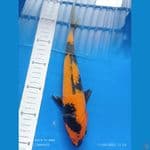 utsuri 25 cm jantan
