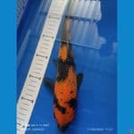  28 cm