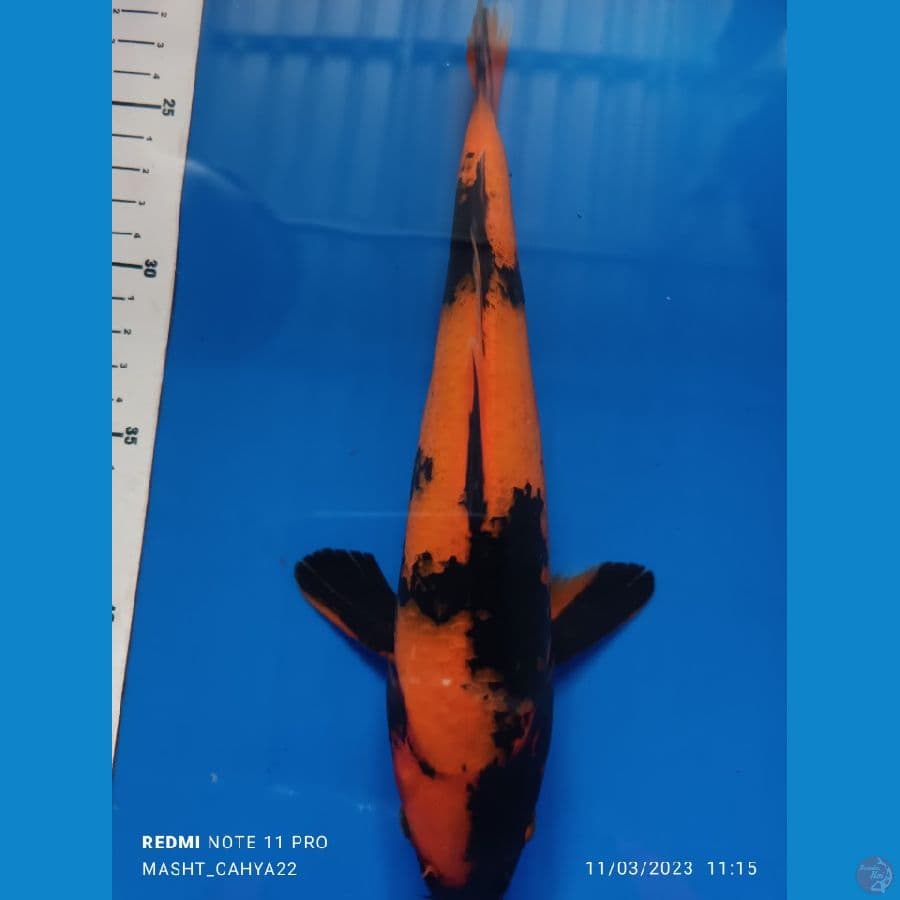 utsuri 25 cm