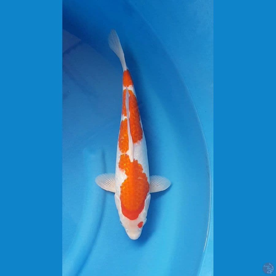 KOHAKU GINRIN 40cm