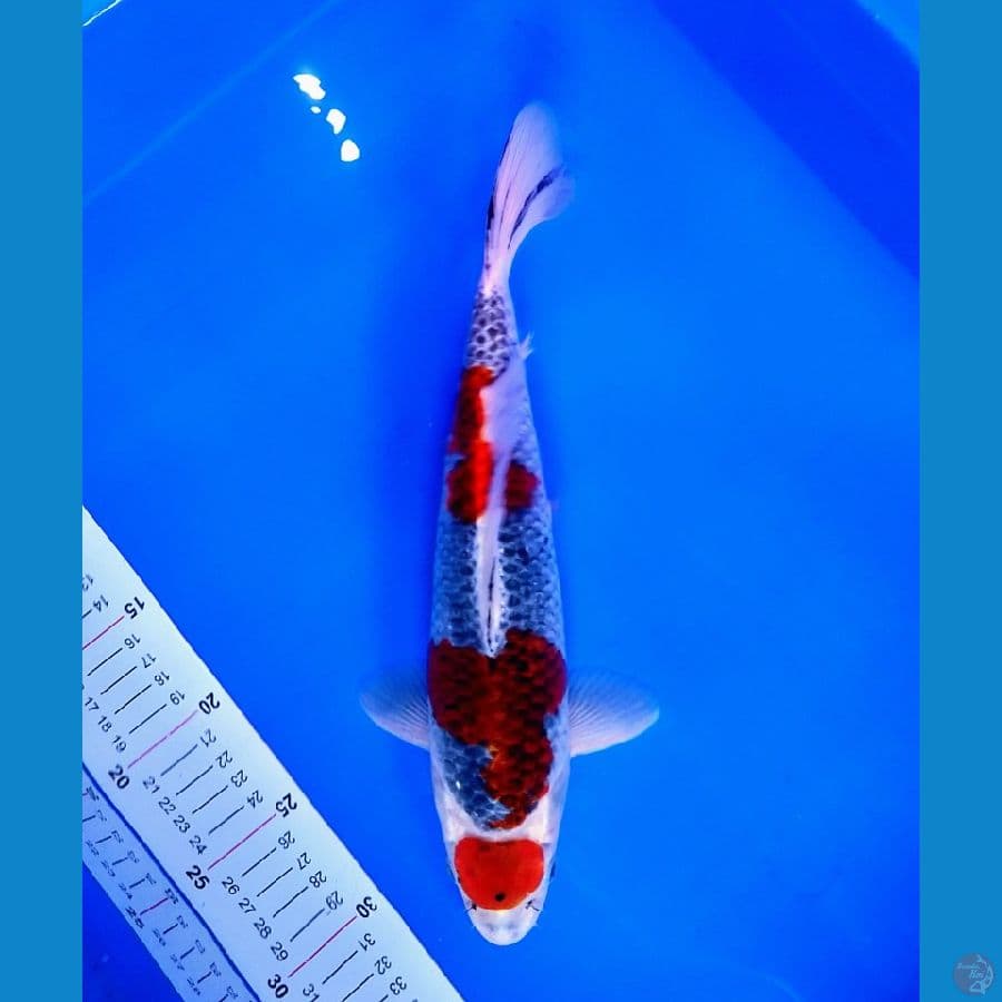 goshiki 35bu (male)
