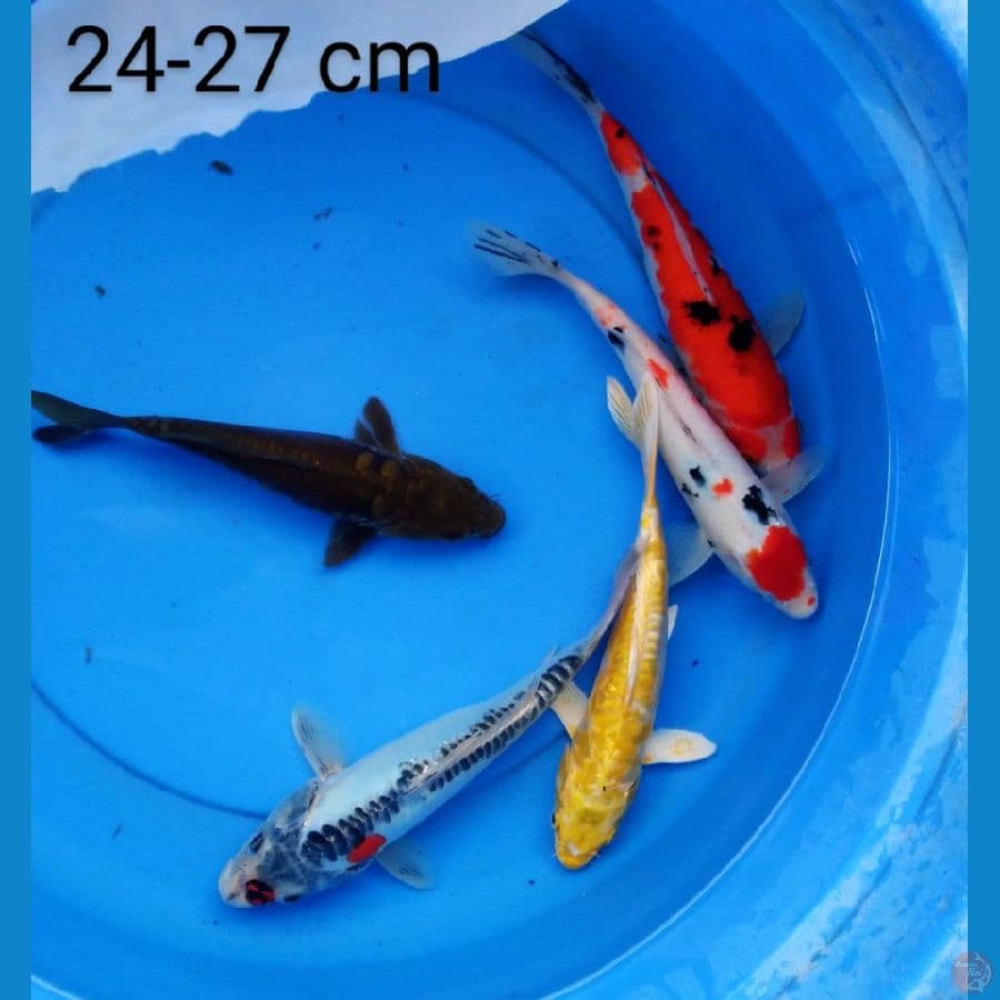 mix 24-27 cm