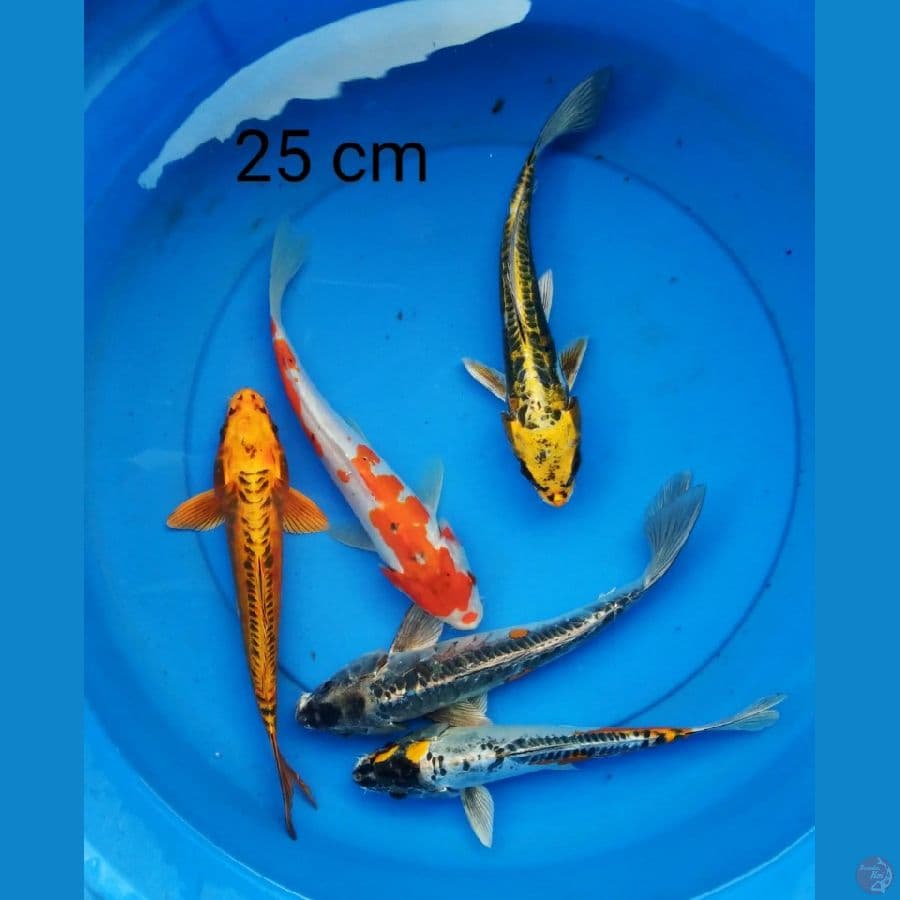 kiko 5 ekor 25 cm