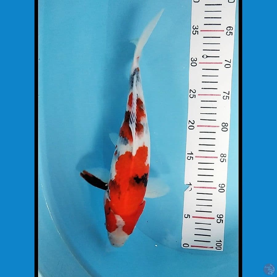 SHOWA HQ 35 CM